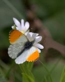 Orange-tip_Butterfly